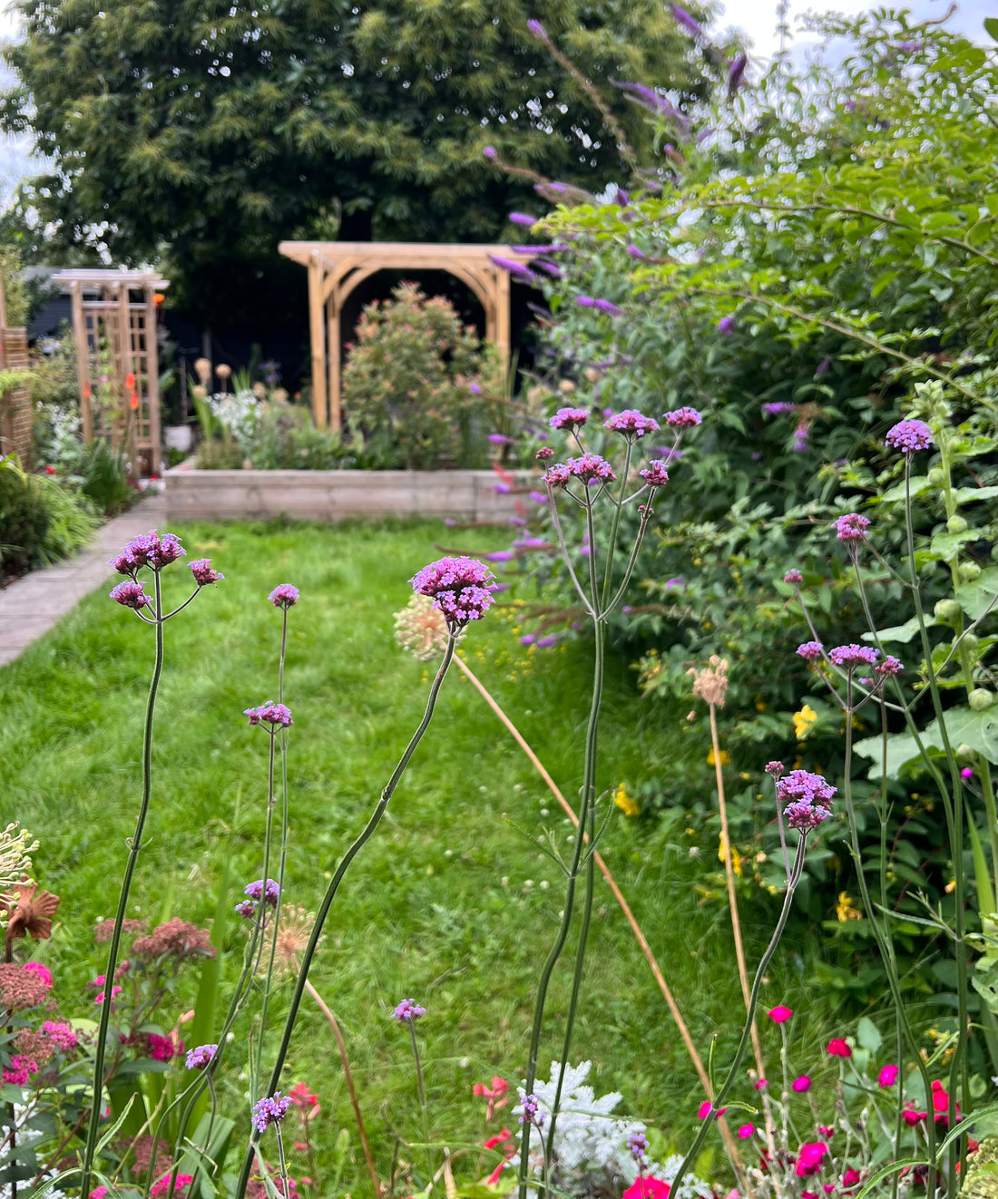 Is Verbena Bonariensis the Best Perennial for Height?